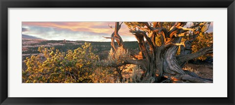 Framed Sunrise Sets a Juniper Aglow, Navajo National Monument, Arizona Print