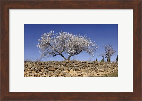 Framed Almond Blossom, Vinaros, Spain Print