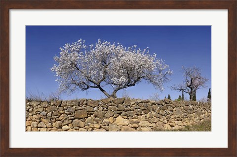 Framed Almond Blossom, Vinaros, Spain Print