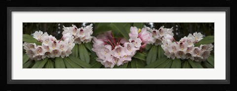Framed Close-Up of Rhododendron Flowers Print