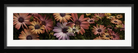 Framed Multi-Colored Daisy Flowers Print