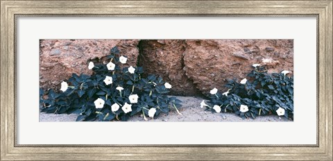 Framed Darura Blooms in Box Canyon, Mecca, California Print
