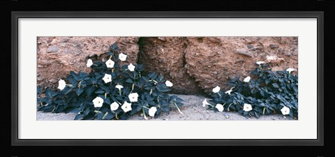Framed Darura Blooms in Box Canyon, Mecca, California Print