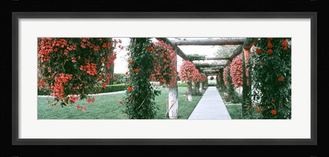 Framed Geranium and Rose Vines Along a Walkway, California Print