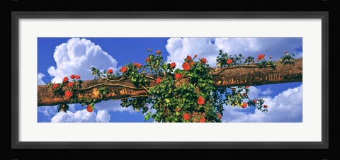 Framed Arbor and Spreading Rose, California Print