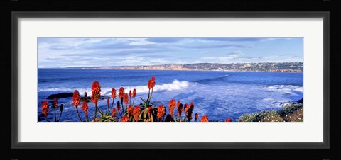 Framed Red Hot Poker, San Diego, California Print