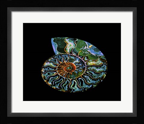 Framed Nautilus I Print