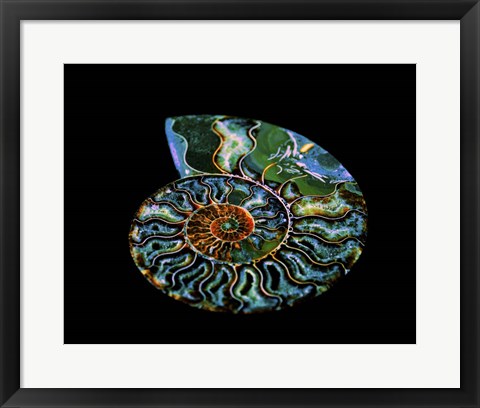 Framed Nautilus I Print