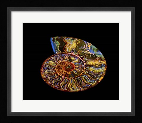 Framed Nautilus III Print
