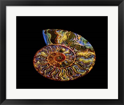 Framed Nautilus III Print