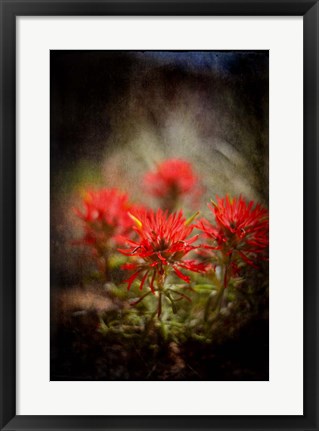 Framed Desert Flower 1 Print