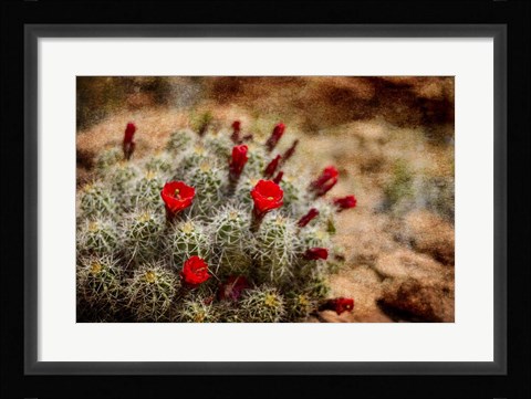 Framed Desert Flower 3 Print