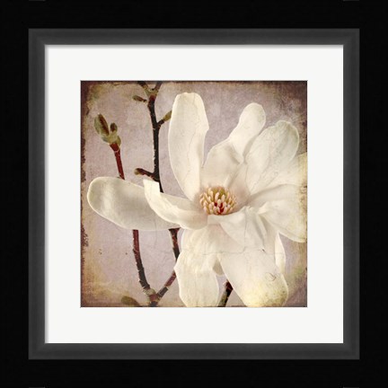 Framed Paper Magnolia Closeup Print