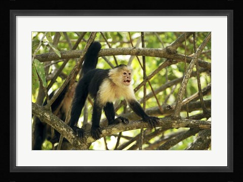 Framed White-faced Capuchin Monkey, Costa Rica Print