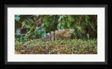 Framed Iguana, Costa Rica Print