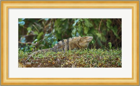 Framed Iguana, Costa Rica Print
