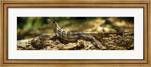 Framed Iguana on Log, Costa Rica Print