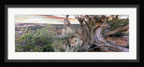 Framed Tree at Betatakin Cliff Dwellings, Arizona Print