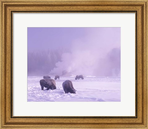 Framed Bison Grazing in Snow, Yellowstone National Park, Wyoming Print