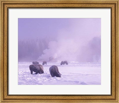 Framed Bison Grazing in Snow, Yellowstone National Park, Wyoming Print