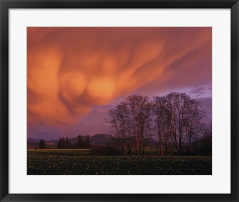 Framed Clouds in the Evening Light, Skagit Valley, Washington Print
