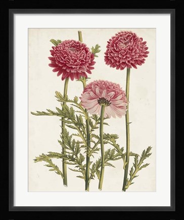 Framed Vintage Garden Beauties I Print