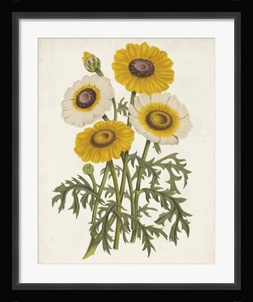 Framed Vintage Garden Beauties III Print