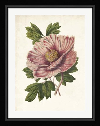 Framed Striking Peony Print