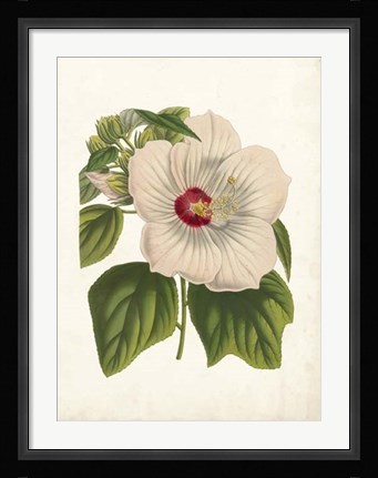 Framed Striking Hibiscus Print