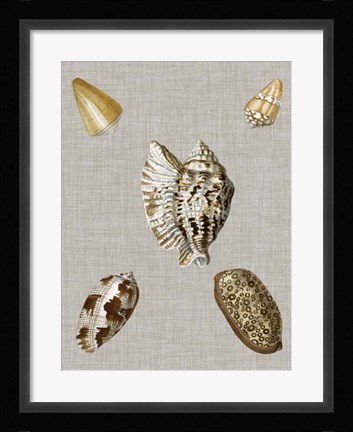 Framed Shells on Linen I Print