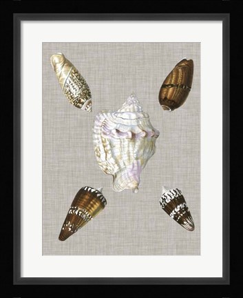 Framed Shells on Linen II Print