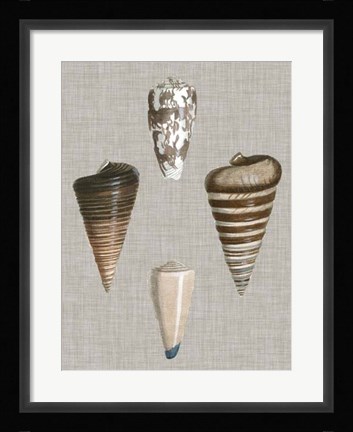 Framed Shells on Linen III Print