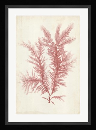 Framed Coral Sea Feather II Print