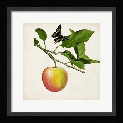 Framed Fruit with Butterflies IV Print