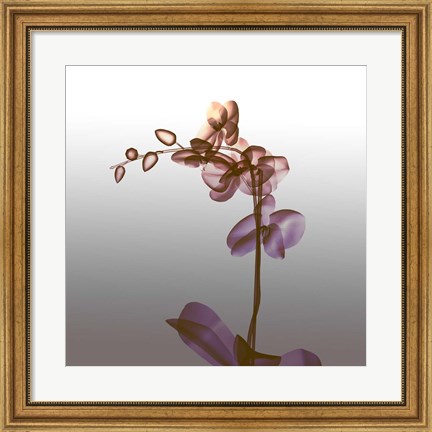 Framed Ombre Orchid X-Ray Print