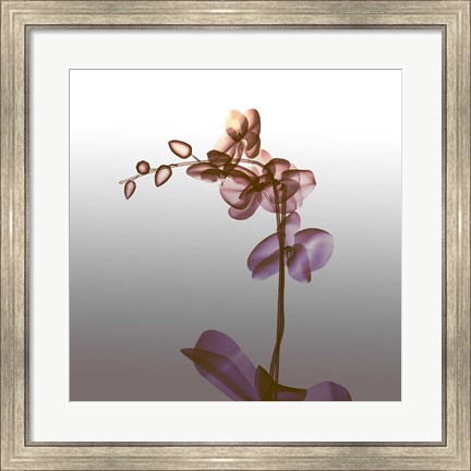 Framed Ombre Orchid X-Ray Print