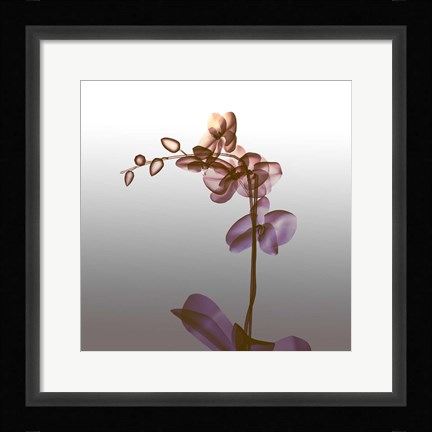 Framed Ombre Orchid X-Ray Print