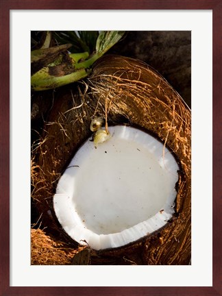 Framed Fiji, Vanua Levu, Savusavu, Split coconut Print