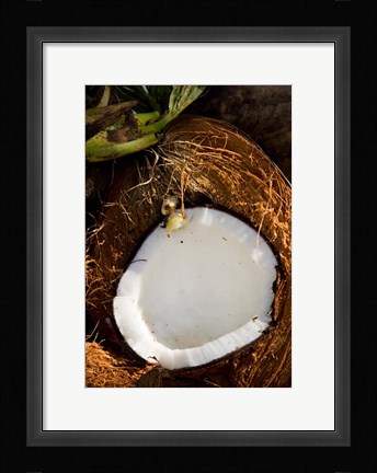 Framed Fiji, Vanua Levu, Savusavu, Split coconut Print