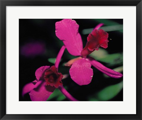 Framed Magenta Orchid, Fiji Print