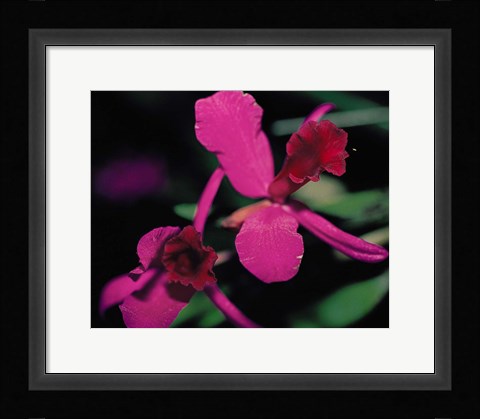 Framed Magenta Orchid, Fiji Print