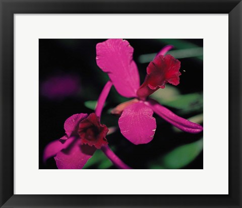 Framed Magenta Orchid, Fiji Print