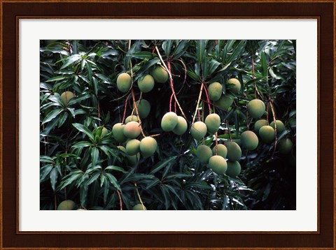 Framed Mangoes, Fiji Print