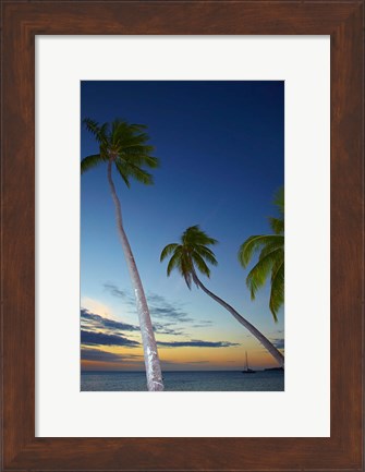 Framed Palm trees at Plantation Island Resort, Fiji Print