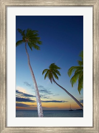 Framed Palm trees at Plantation Island Resort, Fiji Print