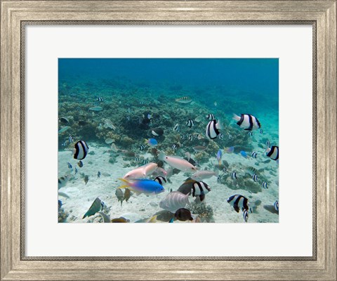 Framed Tropical Fish, Malolo Lailai Island, Fiji Print
