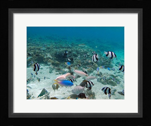 Framed Tropical Fish, Malolo Lailai Island, Fiji Print