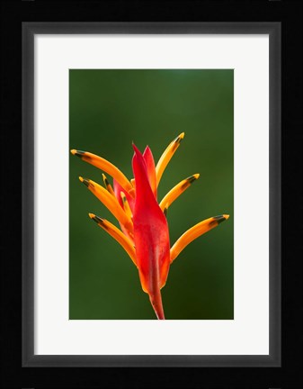 Framed False Bird-Of-Paradise Flower (Heliconia psittacorum), Nadi, Viti Levu, Fiji Print