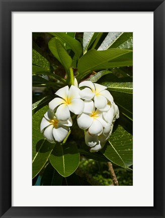 Framed Frangipani flowers (Plumeria), Nadi, Viti Levu, Fiji Print