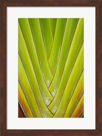 Framed Palm frond pattern, Coral Coast,  Fiji Print
